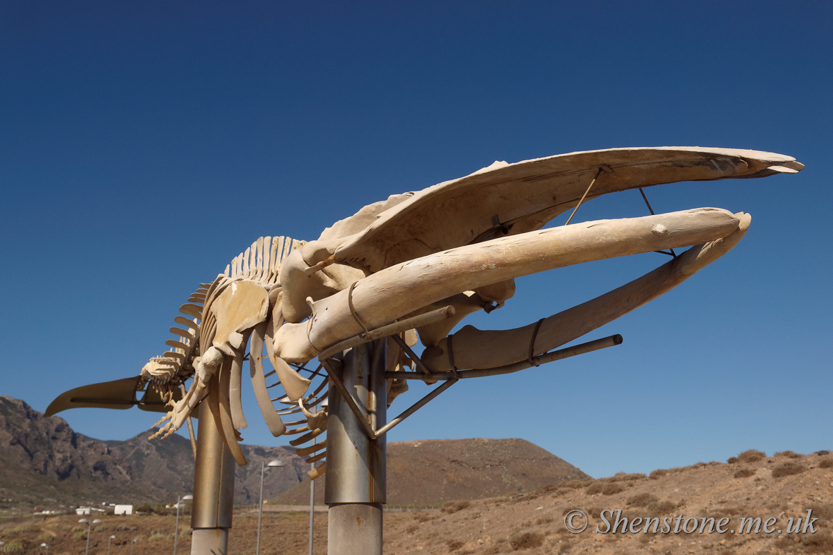 Sei Whale (Balaenoptera borealis) skeleton Puertito de los Silos